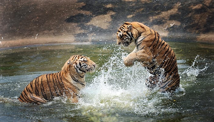 Avoiding Anger and Conflict
